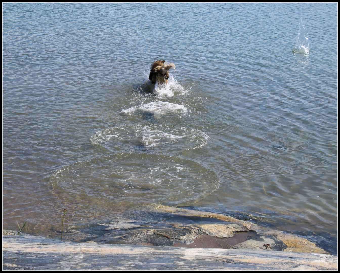 Der Sprung ins Wasser