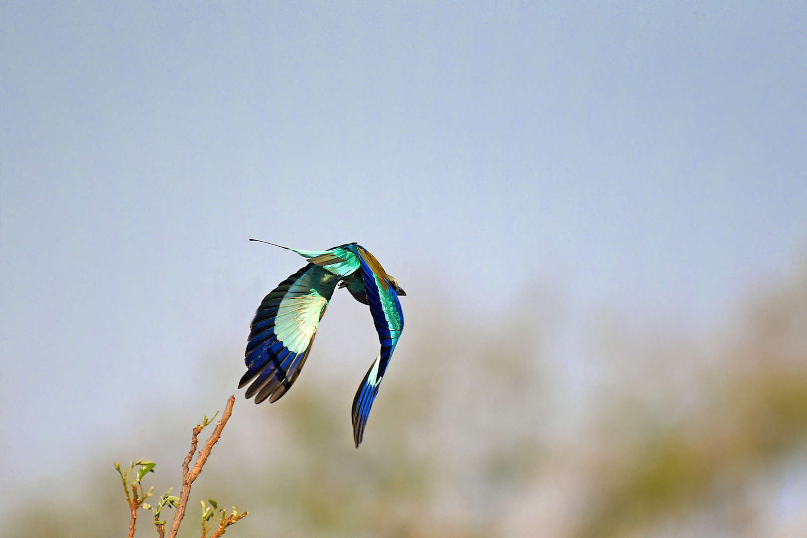 Der Staatsvogel von Botswana