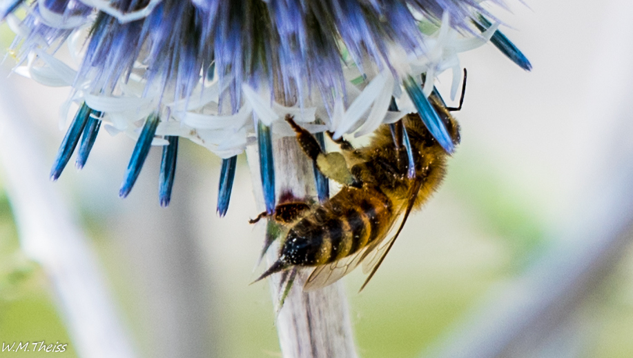 Der Stachel Foto & Bild fotos, art, world Bilder auf