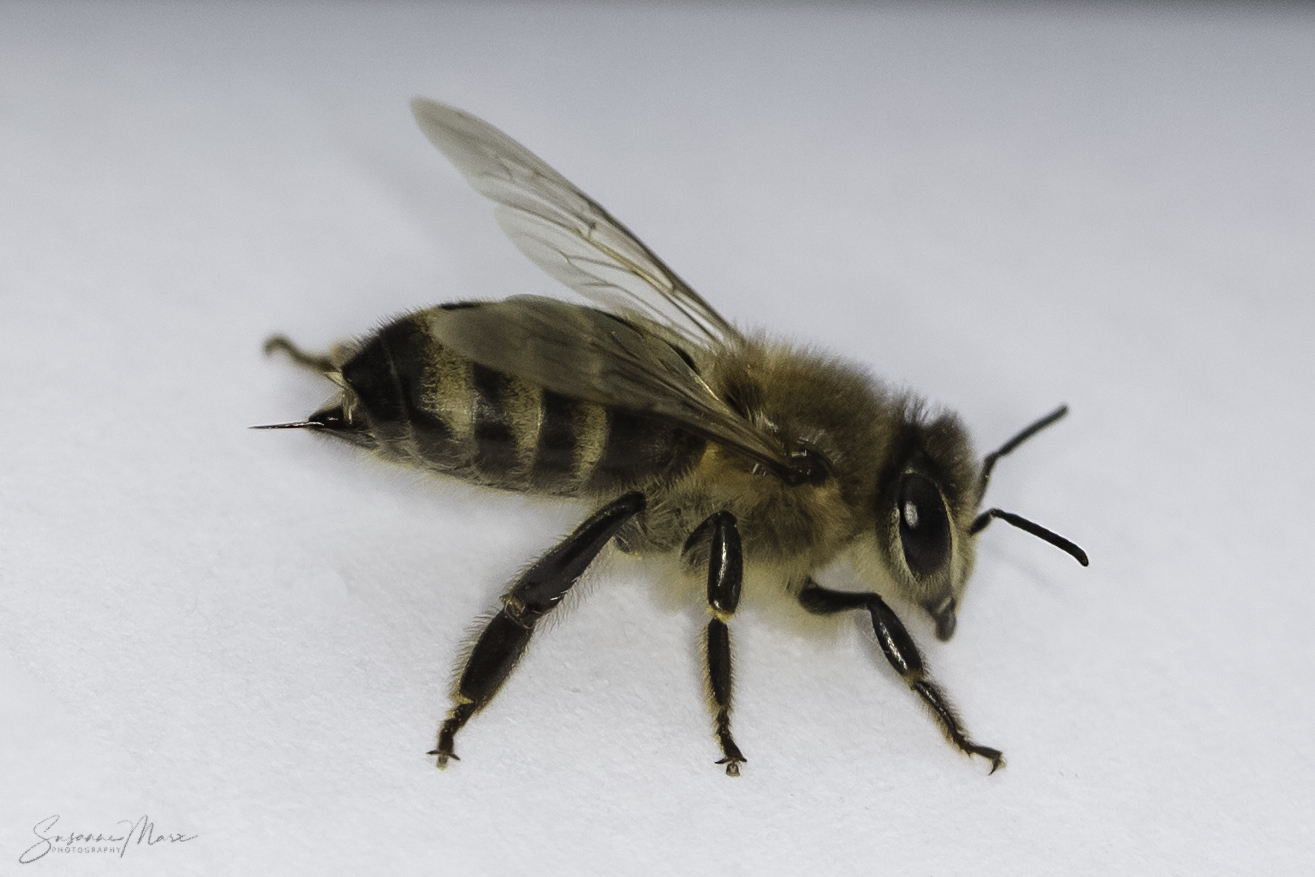 der Stachel Foto & Bild tiere, wildlife, insekten Bilder auf