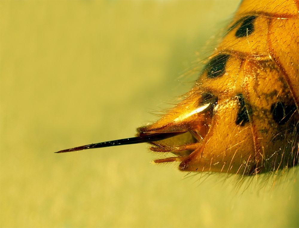 Der Stachel... Foto & Bild tiere, wildlife, insekten Bilder auf