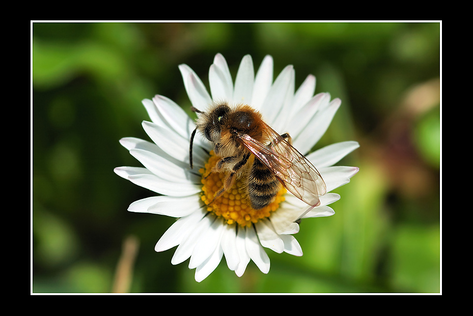 __Der Stachelbrummer__