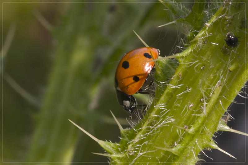 Der stachelige Weg zum Futter