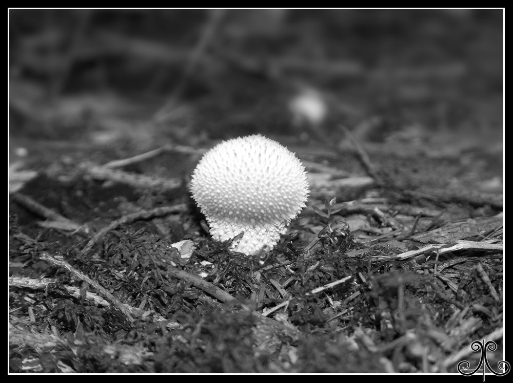 Der "Stachelpilz"