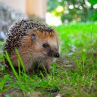 Der Stachlige Freund des Biogärtners . . .