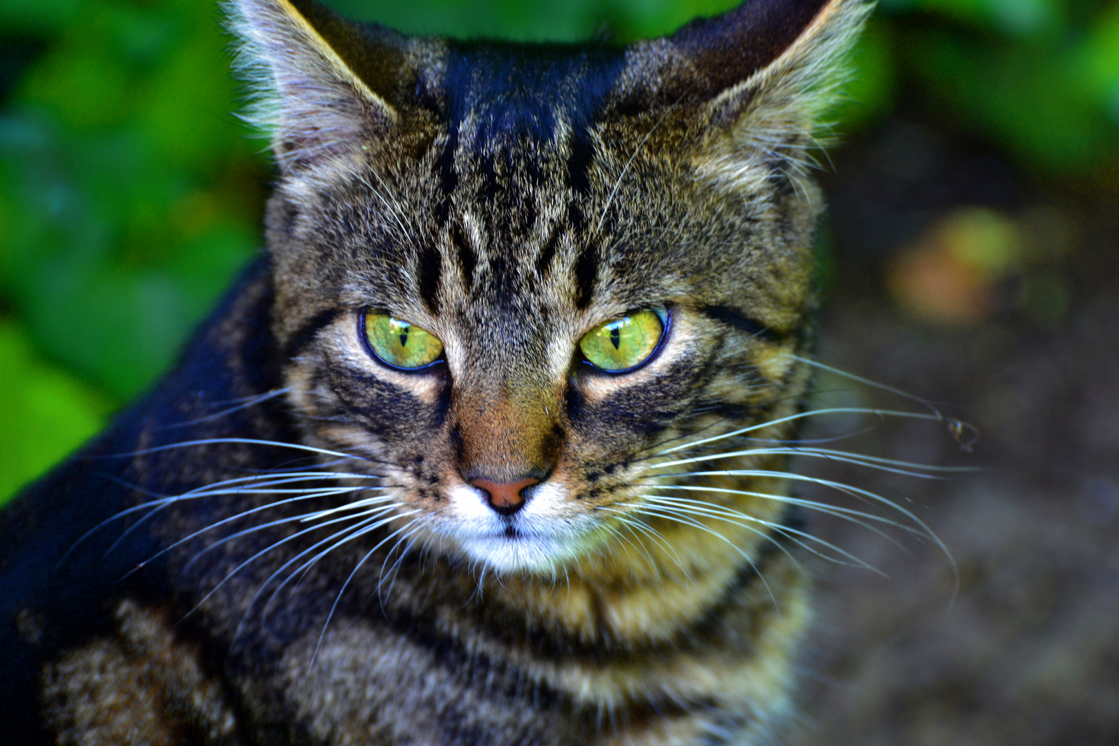 Der Stadtgartentiger