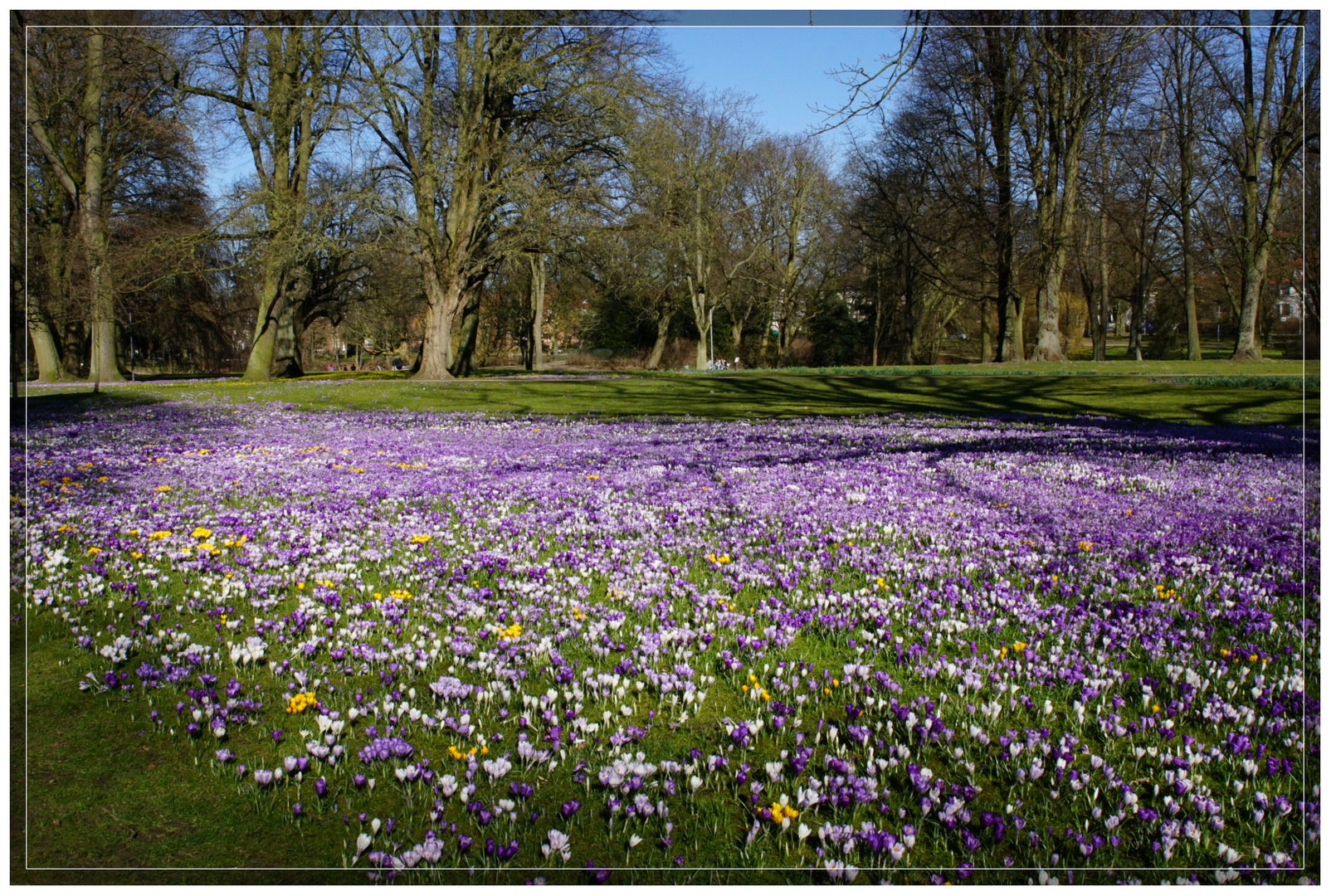 Der Stadtpark blüht