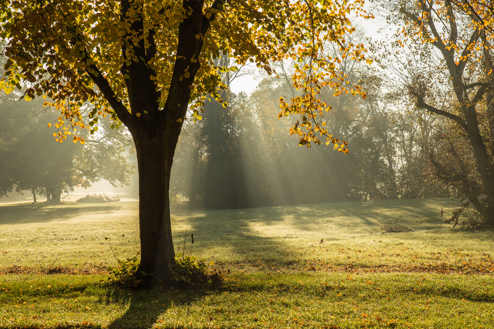 Der Stadtpark Magdeburg an einem Morgen im Herbst