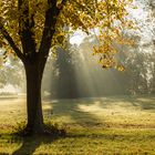 Der Stadtpark Magdeburg an einem Morgen im Herbst