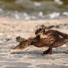 Der stählerne Adler