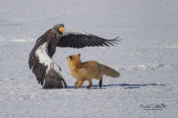 Der Stärkere gewinnt