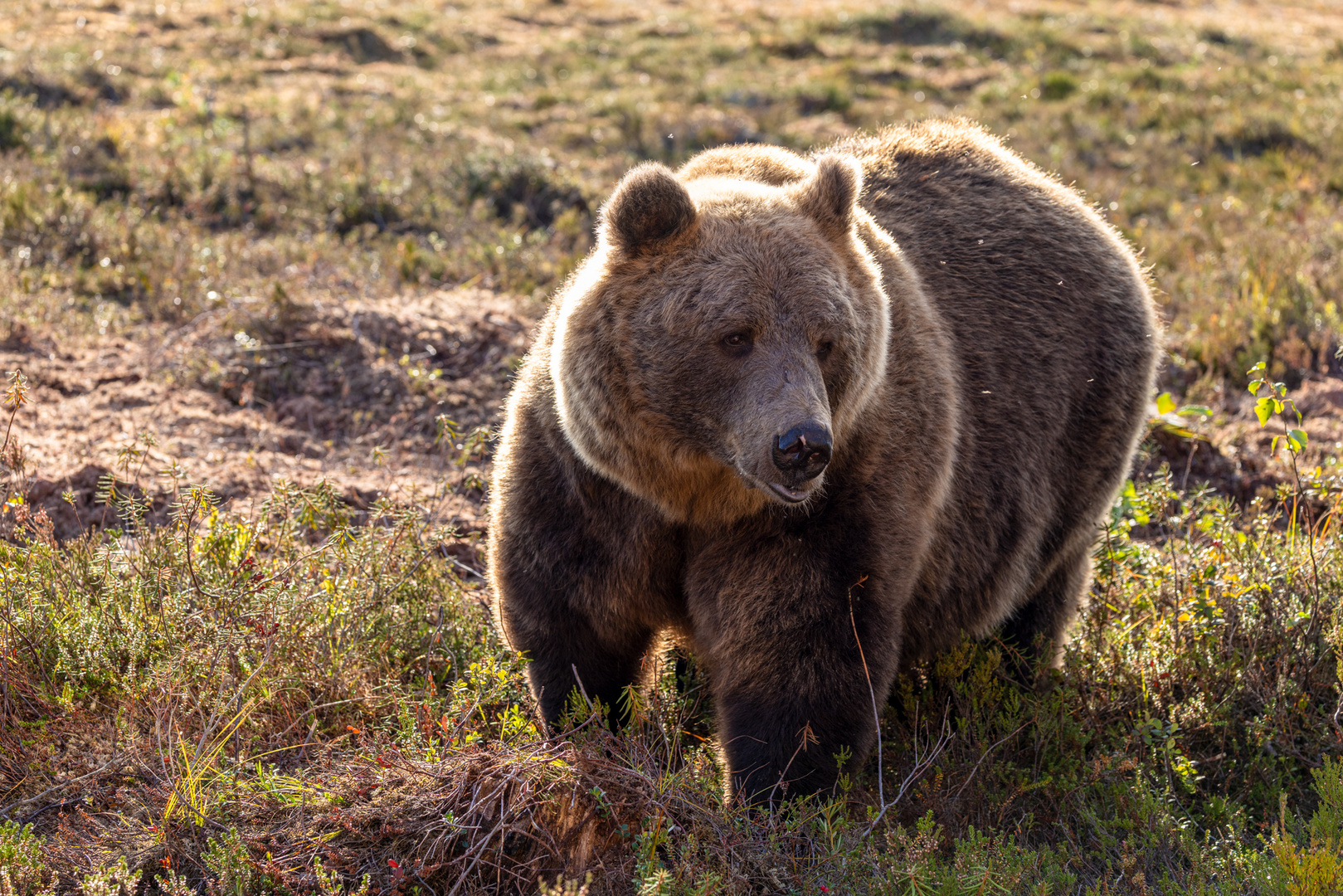 Der stärkste Bär im Revier.