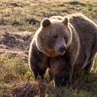 Der stärkste Bär im Revier.