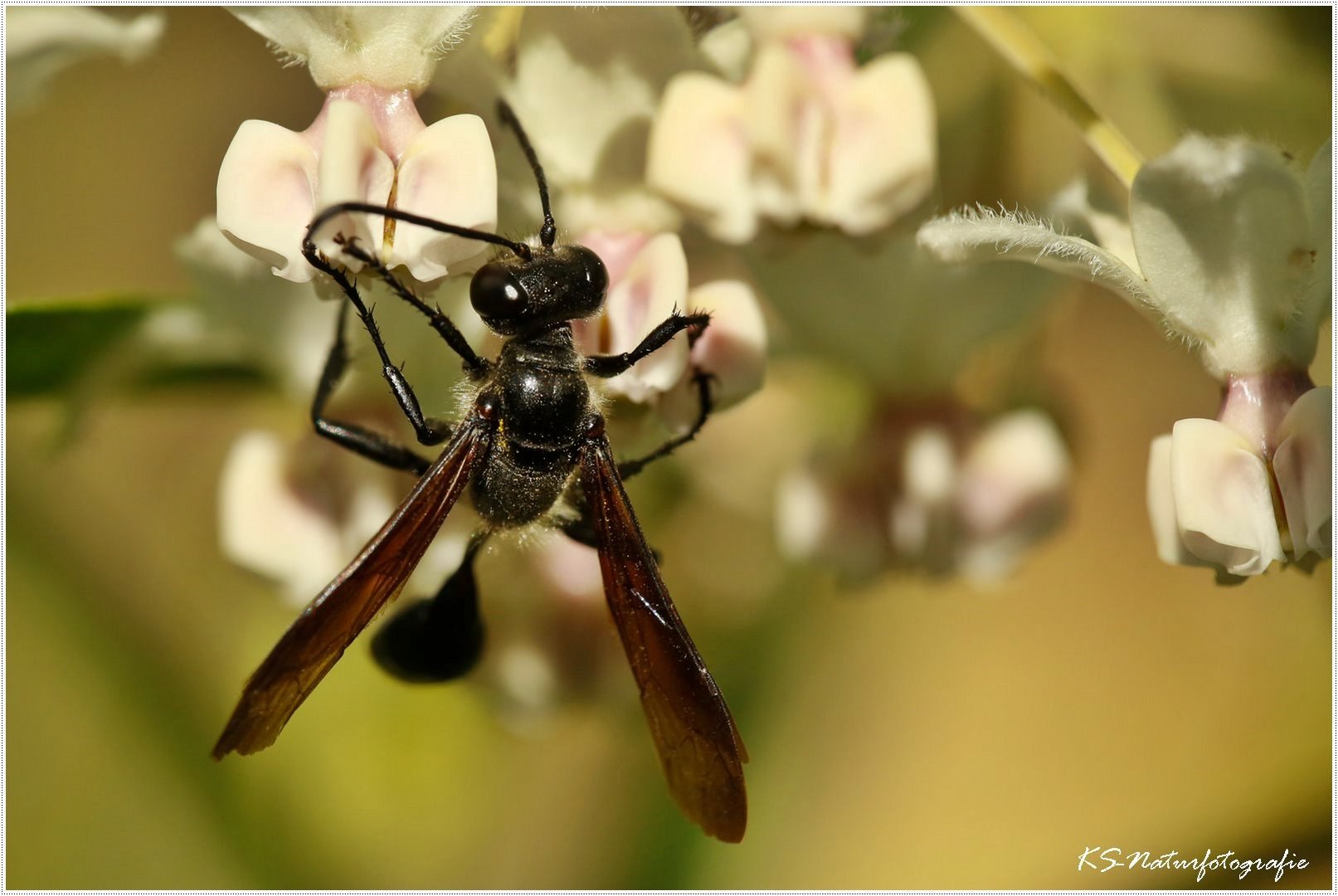 Der Stahlblaue Grillenjäger - The Mexican grass-carrying wasp