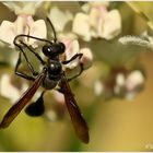 Der Stahlblaue Grillenjäger - The Mexican grass-carrying wasp