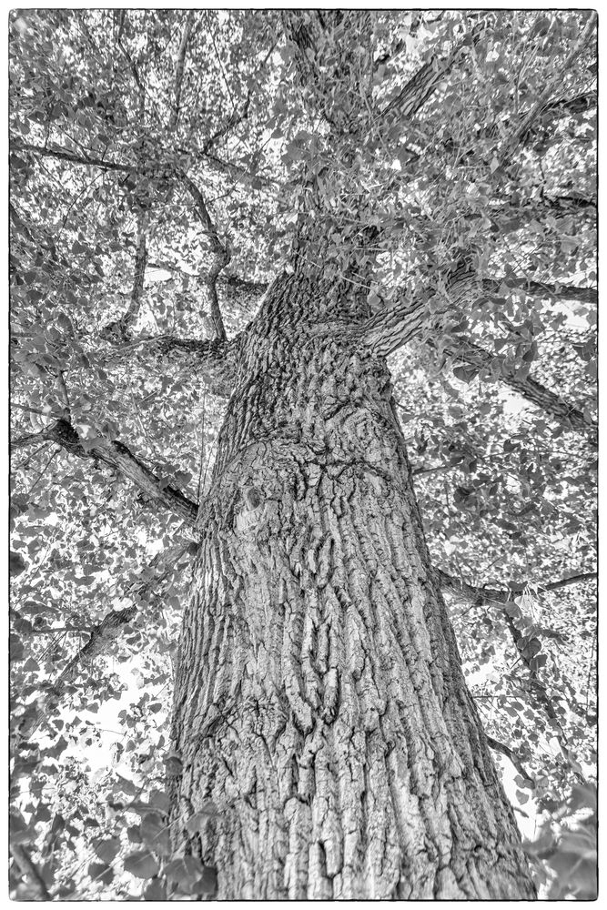 Der Stamm Foto & Bild pflanzen, pilze & flechten, bäume, fotokunst