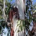 "Der Stamm des Eukalyptus"