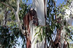 "Der Stamm des Eukalyptus"