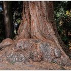 Der Stamm, des Mamutbaum auf dem Michaelsberg in Baden-Baden einfach genial