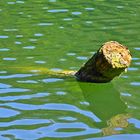 Der Stamm hat einen Knick - Lichtbrechung im Wasser