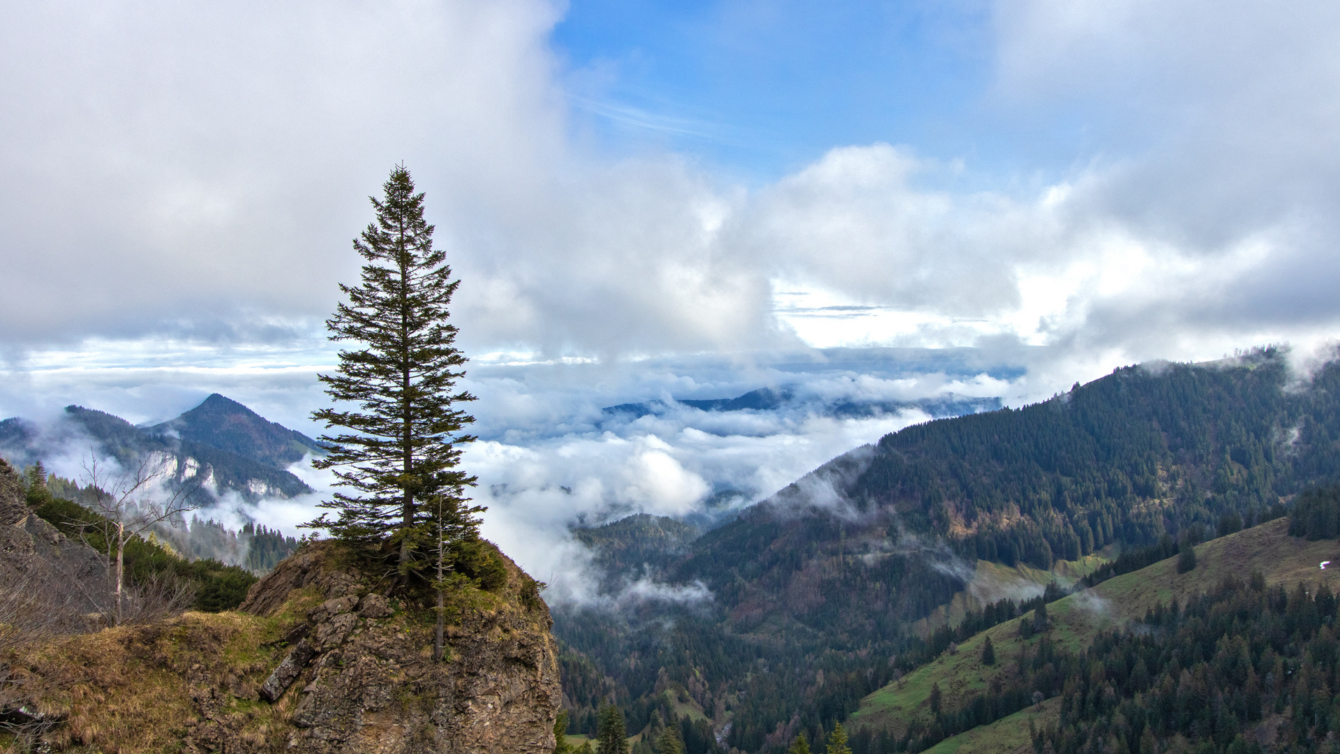 Der standhafte Baum