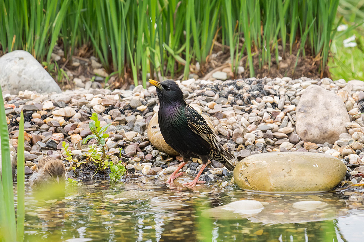 Der Star am Gartenteich Foto & Bild natur, tiere, vögel Bilder auf