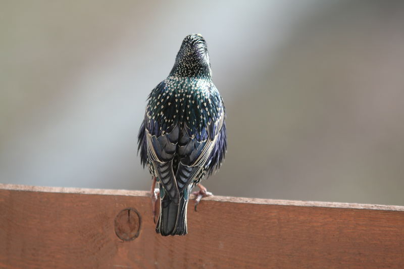 Der Star auf dem Balkon