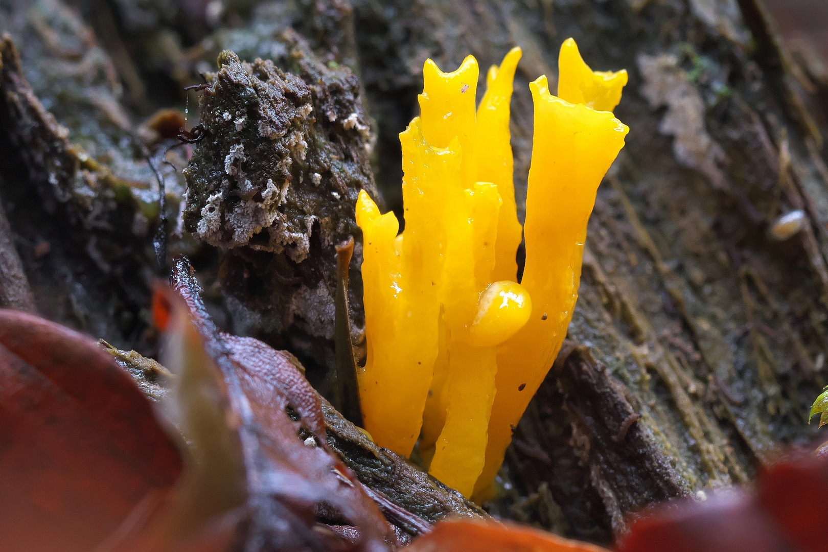 Der Star Foto & Bild outdoor, makro, natur Bilder auf