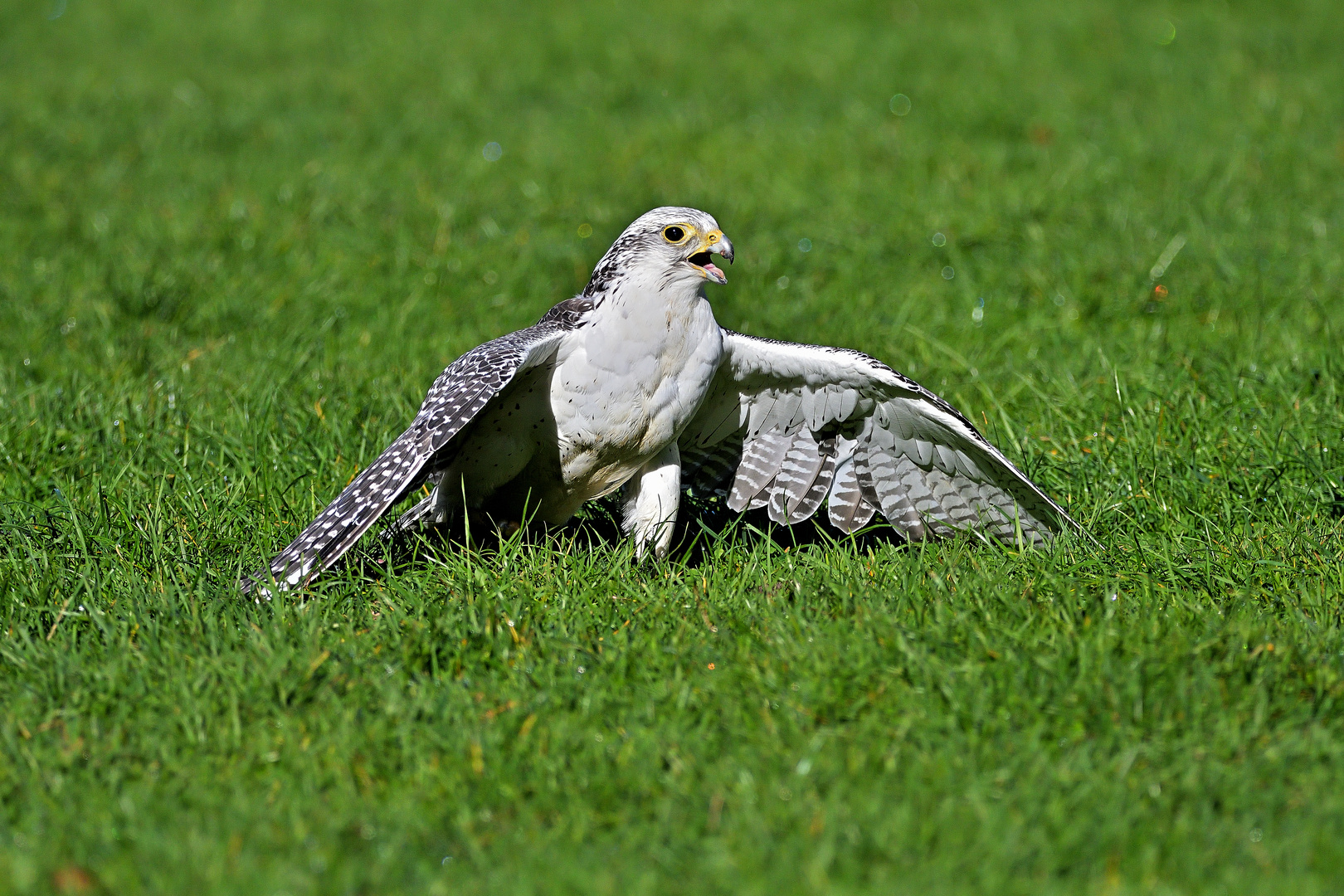 Der Star der Flugshow