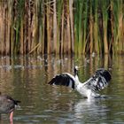 Der Star der Kormorane : Ein überwiegend weiß gefiederter Kormoran