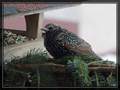 Der Star ein schöner Vogel mit einem unglaublichen Repertoire an Lauten und Gesang.