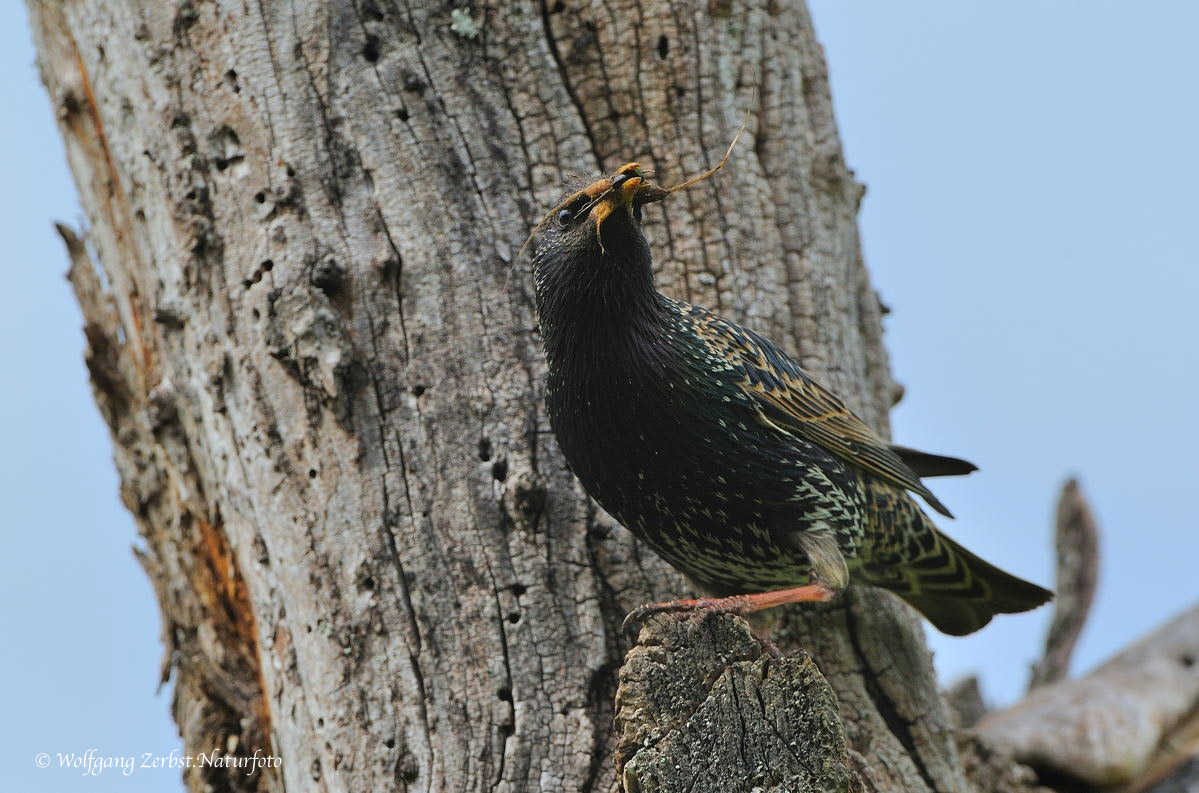 --- Der Star hat viel zutun --- ( Sturnus vulgaris)