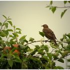 der Star im Apfelbaum