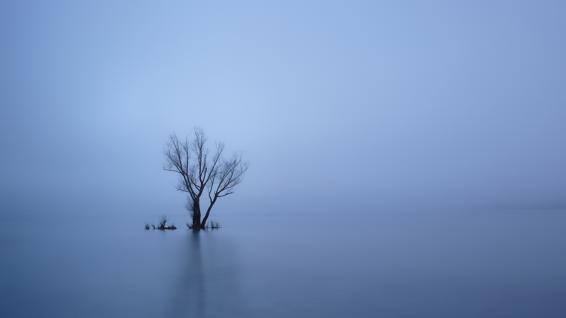 Der Star im Bodensee