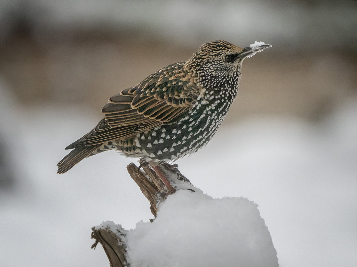 Der Star im Garten Foto & Bild natur, tiere, vögel Bilder auf