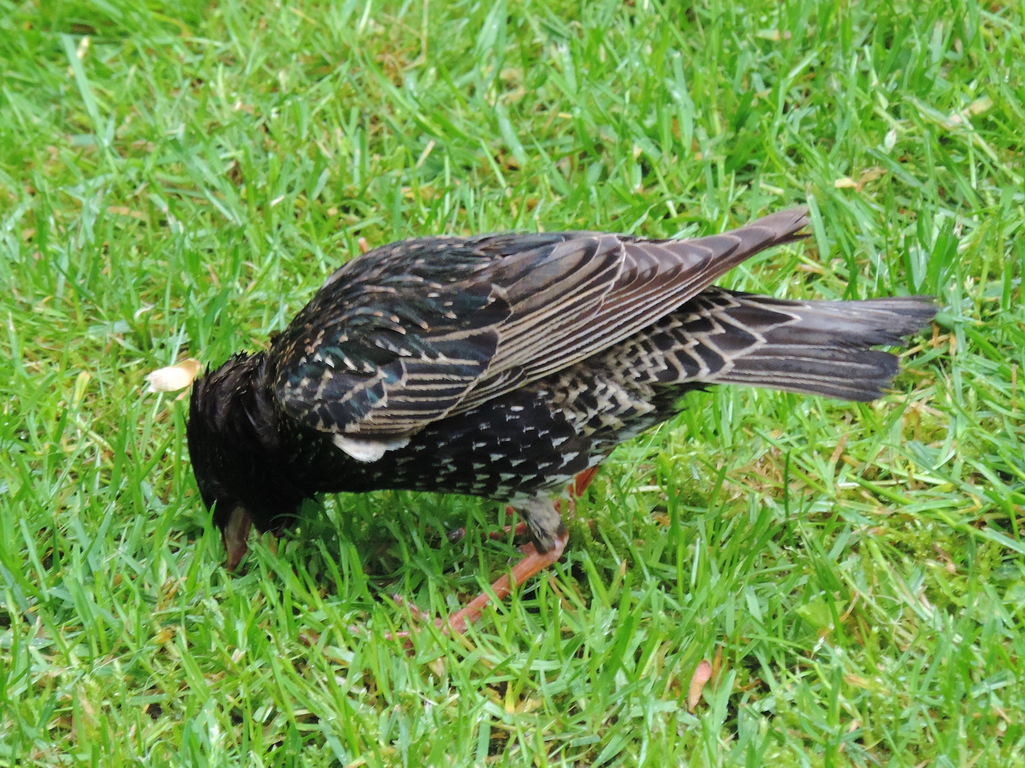 Der Star im Garten