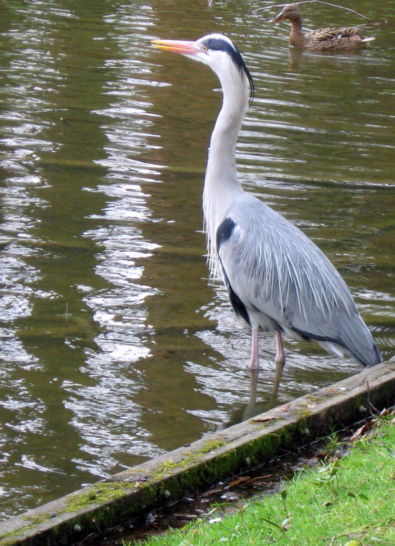 Der "Star" im Schloßpark Schwetzingen