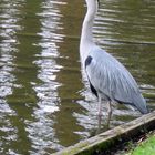 Der "Star" im Schloßpark Schwetzingen