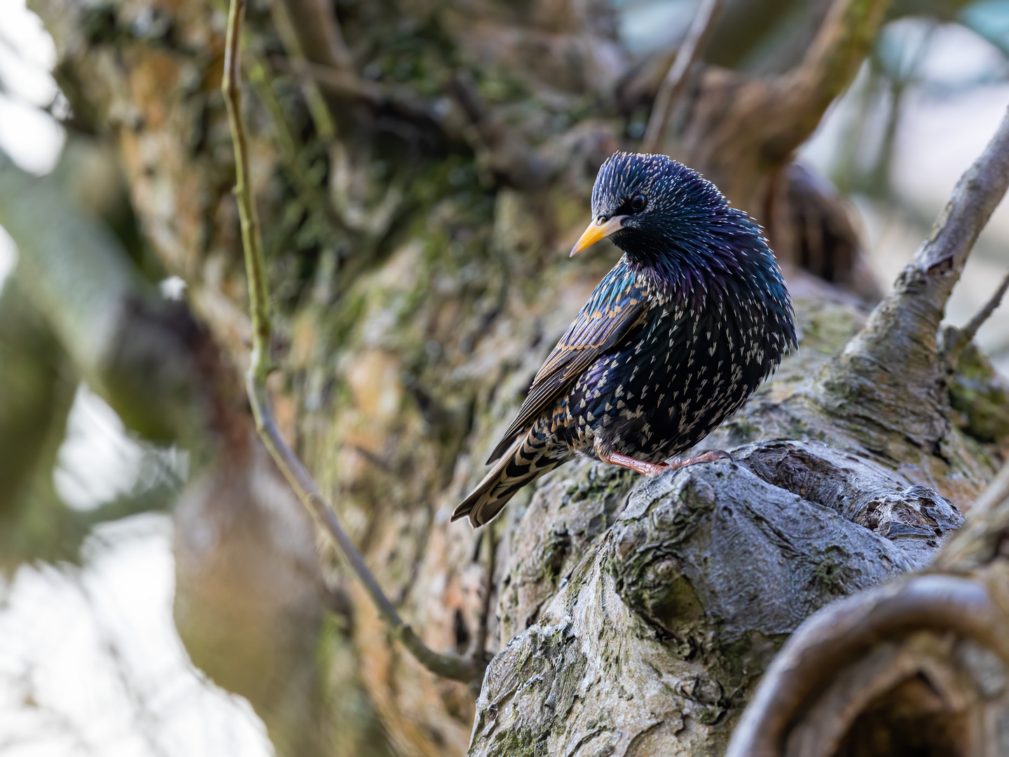 Der Star in unserem alten Apfelbaum