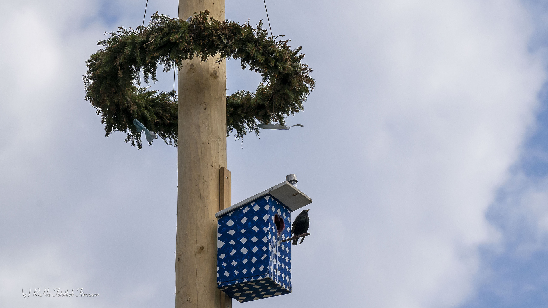 Der Star ist ein "Star" auf seinem Maibaum hoch oben