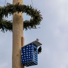 Der Star ist ein "Star" auf seinem Maibaum hoch oben