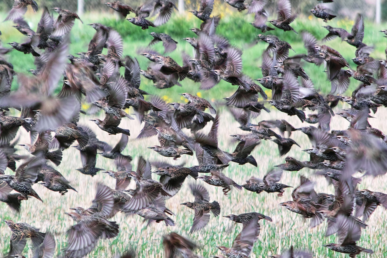 Der Star ist „Vogel des Jahres 2018“