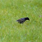 Der Star (Sturnidae) Sturnus vulgaris