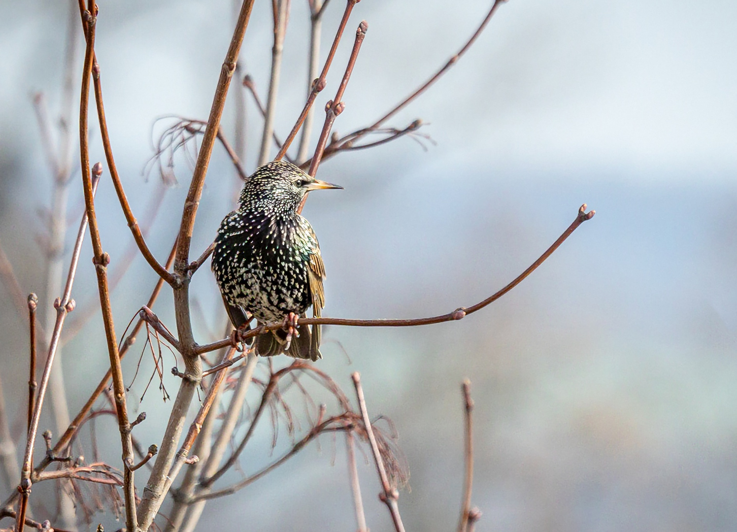 Der Star  (Sturnus vulgaris)