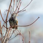 Der Star  (Sturnus vulgaris)