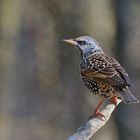 Der Star (Sturnus vulgaris)