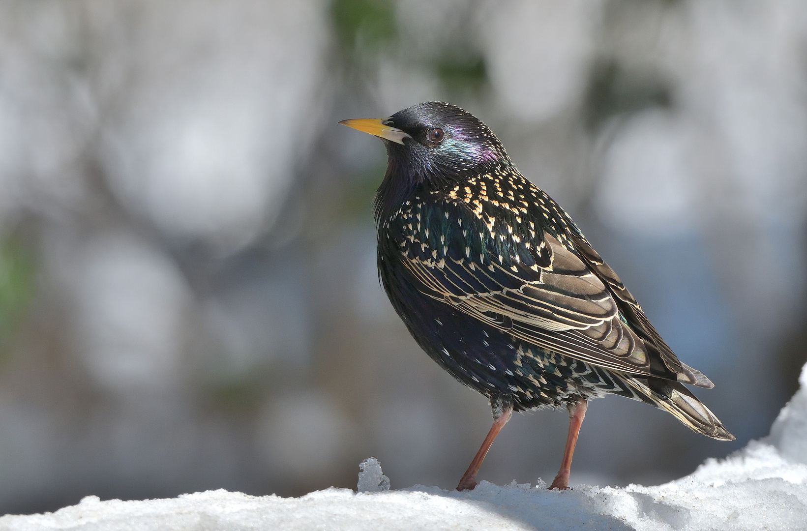 Der Star (Sturnus vulgaris)