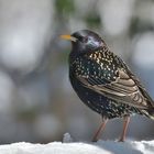 Der Star (Sturnus vulgaris)