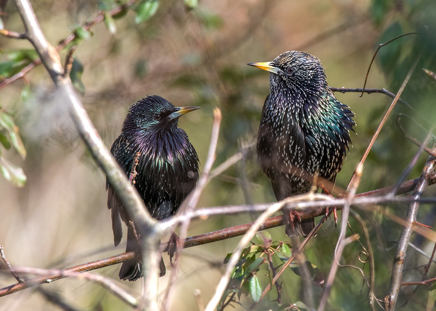 Der Star (Sturnus vulgaris)