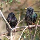 Der Star (Sturnus vulgaris)